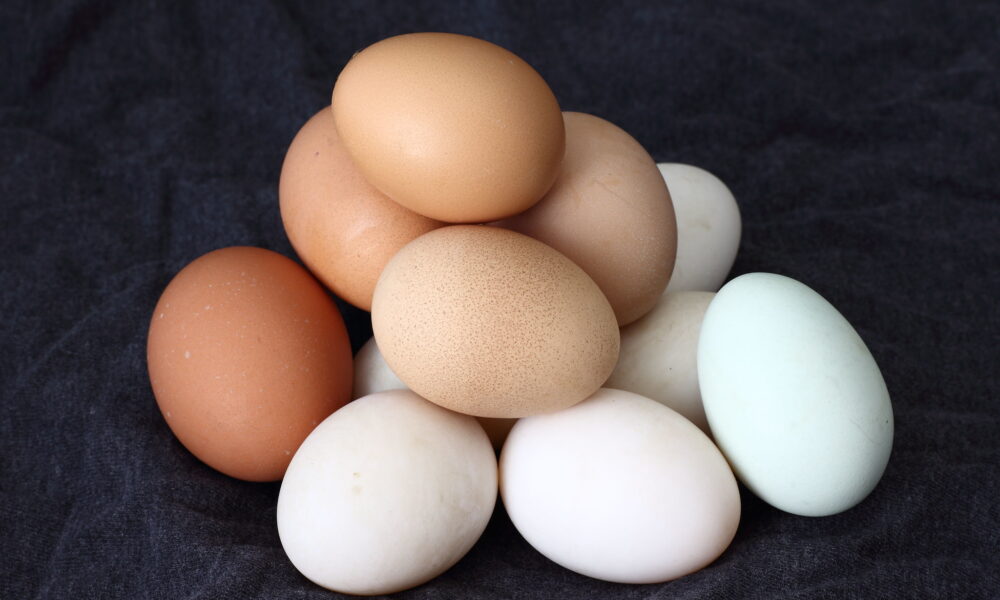 Eggs, one of the 14 Major Food Allergens