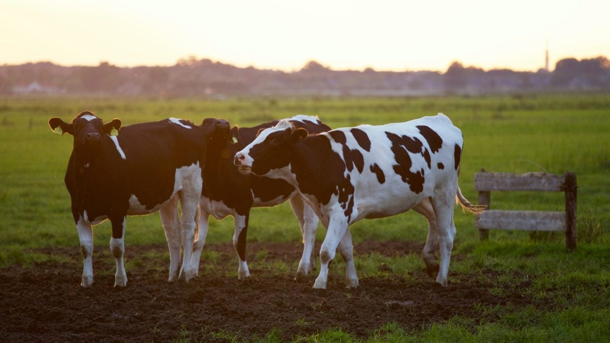 three young black and white cows in a field