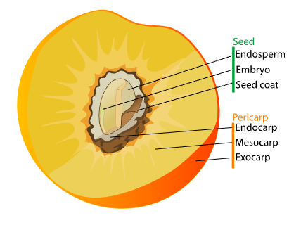 Diagram of a Grupe fruit