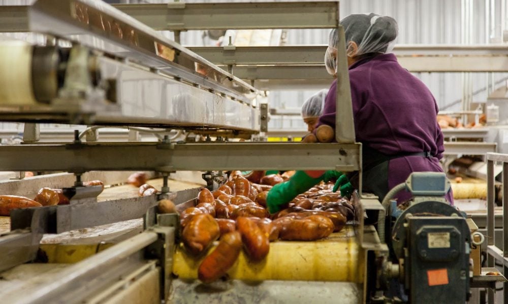 Factory workers sorting vegetables on a conveyor belt