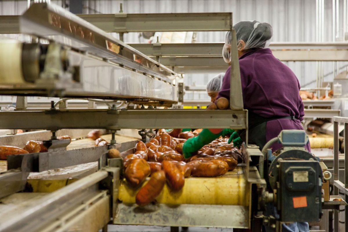Factory workers sorting vegetables on a conveyor belt