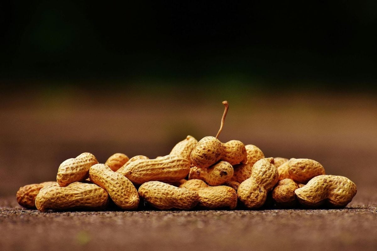 Image of peanuts