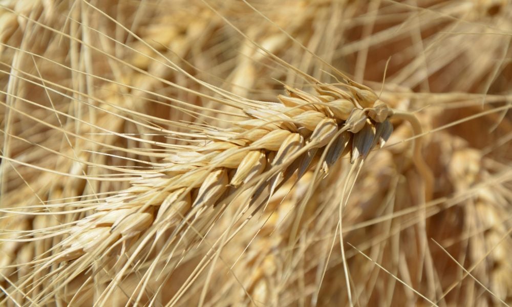 Wheat field